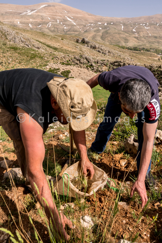 Al Arz;Iris;Iris Cedreti;Kaleidos;Kaleidos images;Lebanon;Middle East;Near East;Tarek Charara;Youssef Tawk;Flowers;Endemic;Endemic species;Critically endangered;Critically endangered species